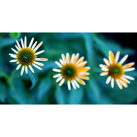 Daisy Trio White Modern Wood Framed Art Print by Putman, Tammy