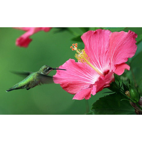 Hummingbird II Black Modern Wood Framed Art Print with Double Matting by Putman, Tammy