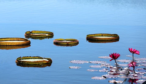 Lily Pads Black Ornate Wood Framed Art Print with Double Matting by Putman, Tammy