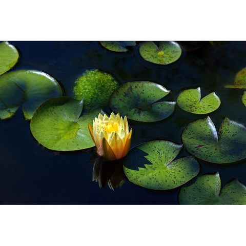 Yellow Water Lily Gold Ornate Wood Framed Art Print with Double Matting by Putman, Tammy