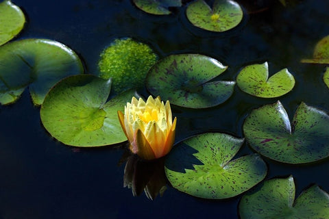 Yellow Water Lily Black Ornate Wood Framed Art Print with Double Matting by Putman, Tammy