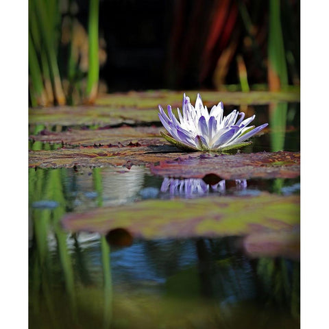 Purple Lily White Modern Wood Framed Art Print by Putman, Tammy