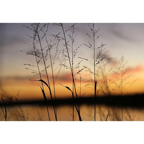 Dusk Silhouette II Gold Ornate Wood Framed Art Print with Double Matting by Putman, Tammy