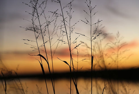 Dusk Silhouette II White Modern Wood Framed Art Print with Double Matting by Putman, Tammy