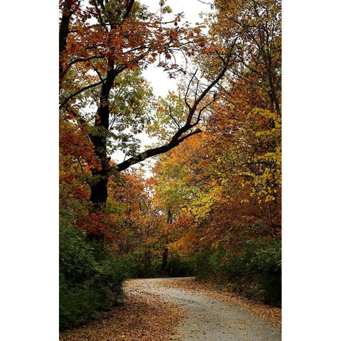 Autumn Drive Black Modern Wood Framed Art Print with Double Matting by Putman, Tammy