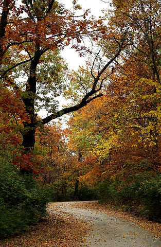 Autumn Drive Black Ornate Wood Framed Art Print with Double Matting by Putman, Tammy