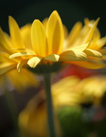 Yellow Daisies Black Modern Wood Framed Art Print by Putman, Tammy