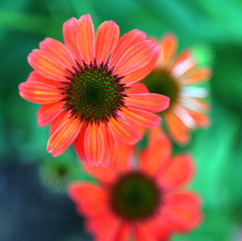 Red Daisies II Black Modern Wood Framed Art Print by Putman, Tammy