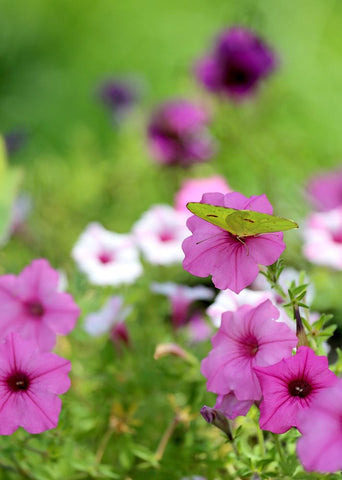 Purple And White Petunias Black Modern Wood Framed Art Print by Putman, Tammy