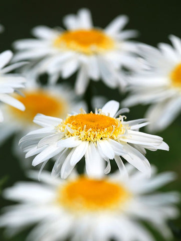 White Daisies Black Modern Wood Framed Art Print by Putman, Tammy