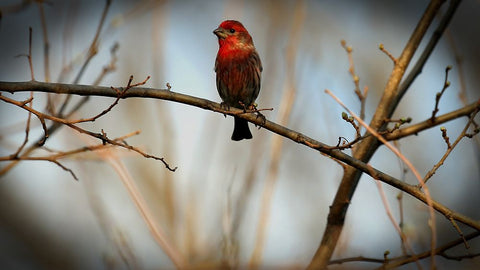 House Finch Black Ornate Wood Framed Art Print with Double Matting by Putman, Tammy