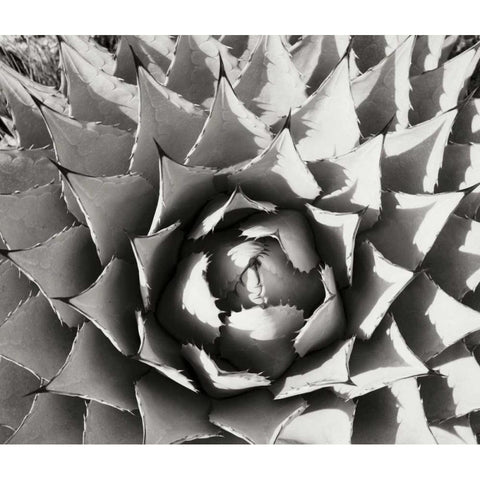 Agave I White Modern Wood Framed Art Print by Stefko, Bob