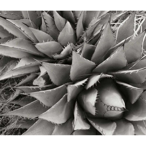 Agave II White Modern Wood Framed Art Print by Stefko, Bob