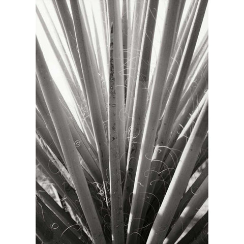 Torrey Yucca White Modern Wood Framed Art Print by Stefko, Bob