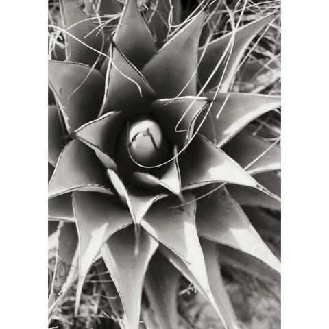 Agave Lechuguilla Black Modern Wood Framed Art Print with Double Matting by Stefko, Bob