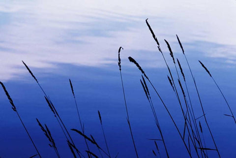 At Waters Edge I White Modern Wood Framed Art Print with Double Matting by Stefko, Bob