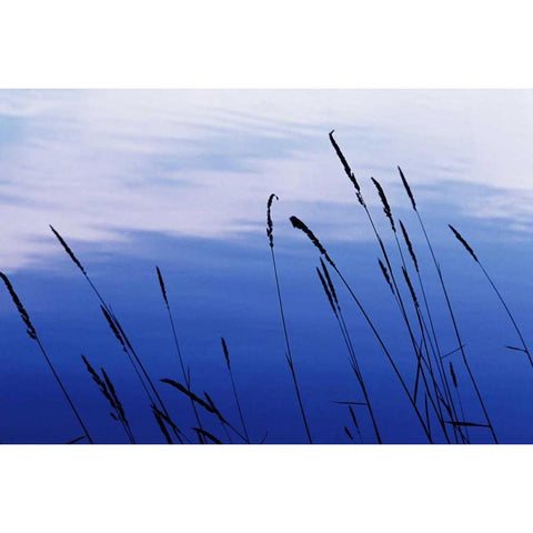At Waters Edge I White Modern Wood Framed Art Print by Stefko, Bob