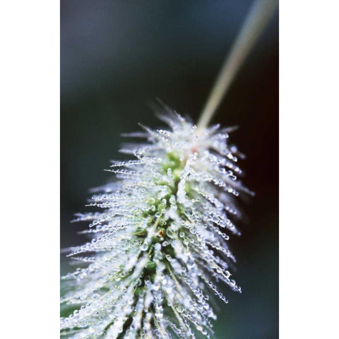 Fountain Grass I White Modern Wood Framed Art Print by Stefko, Bob