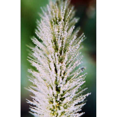 Fountain Grass II White Modern Wood Framed Art Print by Stefko, Bob