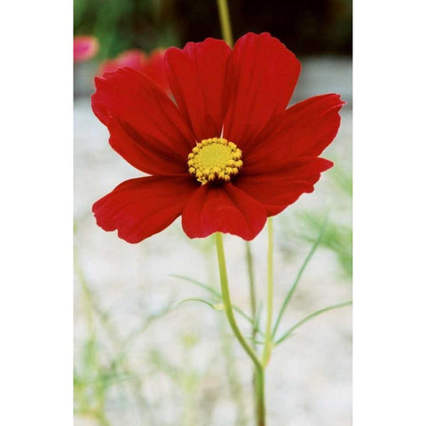 Red Cosmos I Black Modern Wood Framed Art Print with Double Matting by Stefko, Bob
