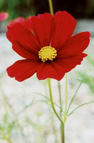 Red Cosmos I White Modern Wood Framed Art Print with Double Matting by Stefko, Bob