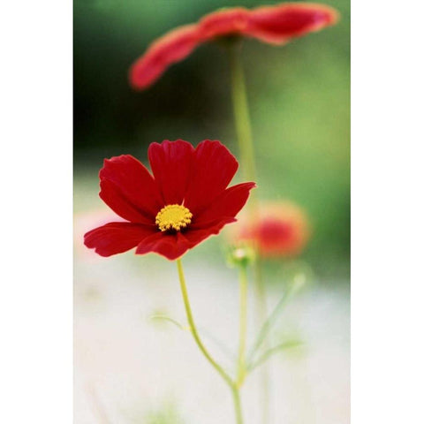 Red Cosmos II Gold Ornate Wood Framed Art Print with Double Matting by Stefko, Bob