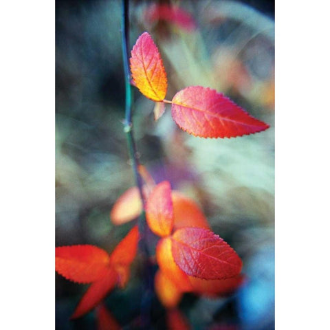 Fall Leaves I Black Modern Wood Framed Art Print with Double Matting by Stefko, Bob