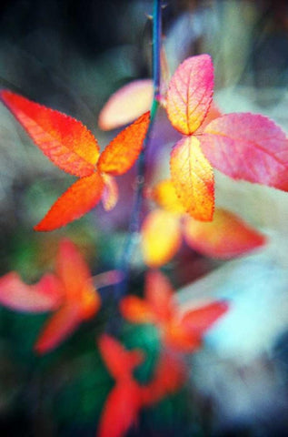 Fall Leaves II White Modern Wood Framed Art Print with Double Matting by Stefko, Bob
