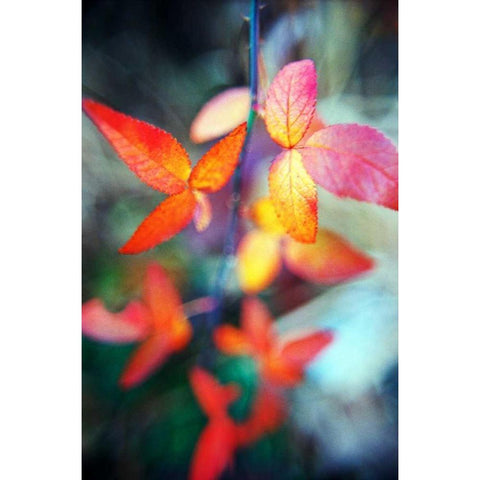 Fall Leaves II Black Modern Wood Framed Art Print with Double Matting by Stefko, Bob