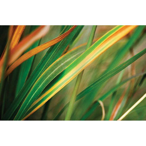 Grass in Fall I Black Modern Wood Framed Art Print with Double Matting by Stefko, Bob