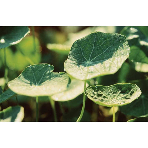 Nasturtium Leaves Gold Ornate Wood Framed Art Print with Double Matting by Stefko, Bob