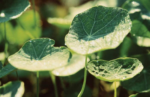 Nasturtium Leaves White Modern Wood Framed Art Print with Double Matting by Stefko, Bob