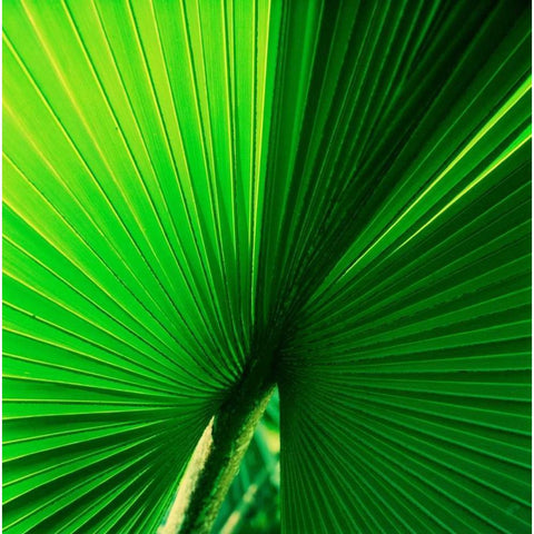 Palm Frond I White Modern Wood Framed Art Print by Stefko, Bob