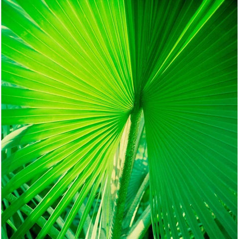 Palm Frond II White Modern Wood Framed Art Print by Stefko, Bob