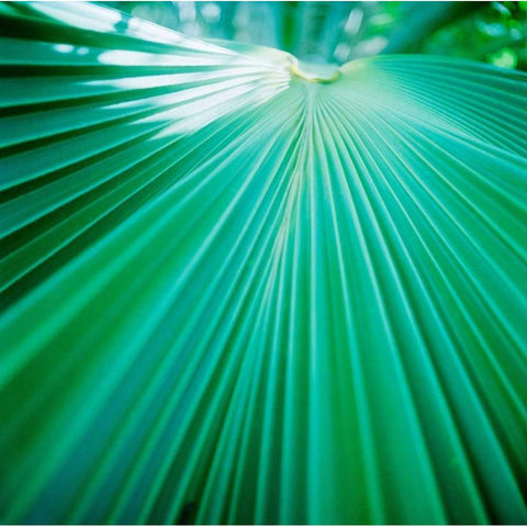 Palm Frond IV White Modern Wood Framed Art Print by Stefko, Bob