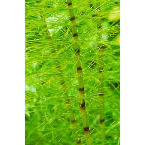 Horsetail Plant White Modern Wood Framed Art Print by Stefko, Bob