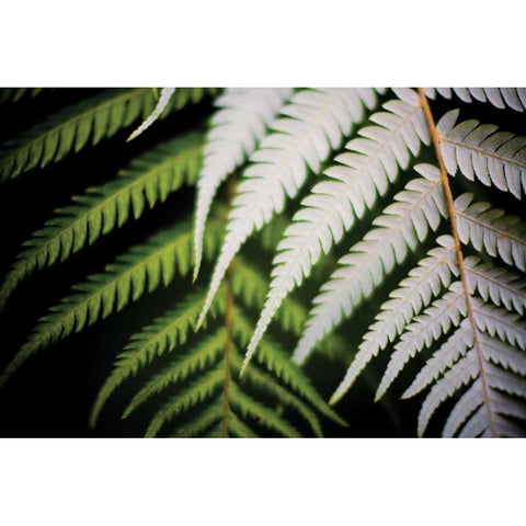 Silver Tree Fern I White Modern Wood Framed Art Print by Stefko, Bob