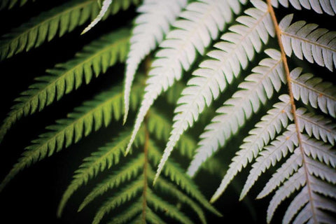 Silver Tree Fern I White Modern Wood Framed Art Print with Double Matting by Stefko, Bob