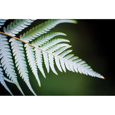 Silver Tree Fern II White Modern Wood Framed Art Print by Stefko, Bob