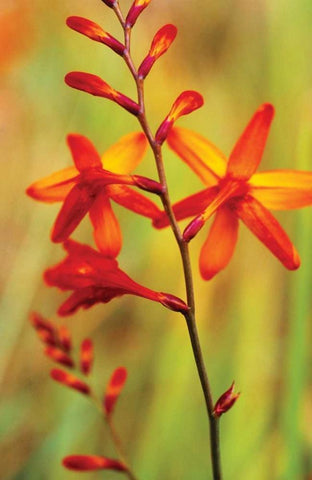 Emberglow Crososmia II White Modern Wood Framed Art Print with Double Matting by Stefko, Bob