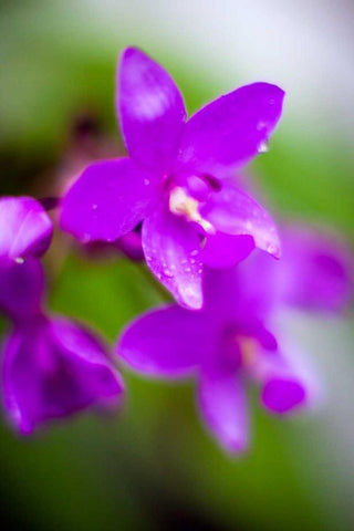 Purple Orchid I White Modern Wood Framed Art Print with Double Matting by Stefko, Bob