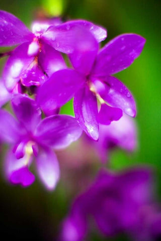 Purple Orchid II White Modern Wood Framed Art Print with Double Matting by Stefko, Bob