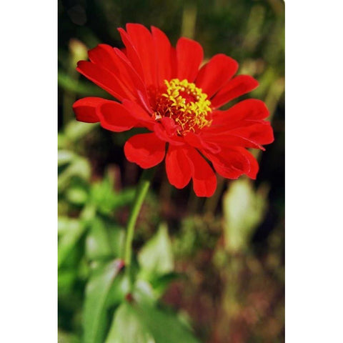 Red and Green I White Modern Wood Framed Art Print by Stefko, Bob