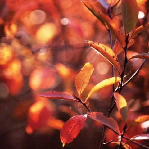 Simple Organics I White Modern Wood Framed Art Print with Double Matting by Stefko, Bob