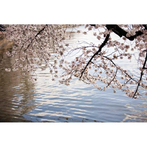 Cherry Blossoms I Gold Ornate Wood Framed Art Print with Double Matting by Stefko, Bob