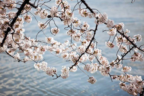 Cherry Blossoms II White Modern Wood Framed Art Print with Double Matting by Stefko, Bob