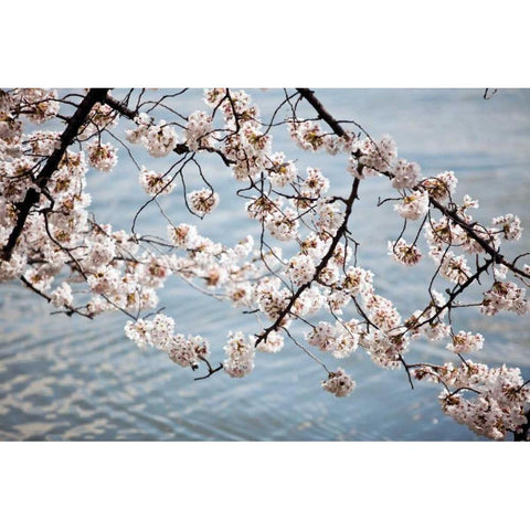 Cherry Blossoms II Black Modern Wood Framed Art Print with Double Matting by Stefko, Bob