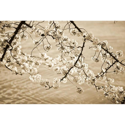 Sepia Cherry Blossoms II White Modern Wood Framed Art Print by Stefko, Bob