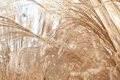 Blowing Grass I White Modern Wood Framed Art Print with Double Matting by Styber, Dana