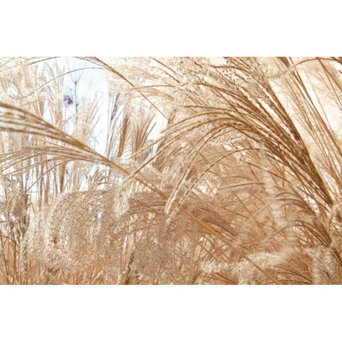 Blowing Grass I White Modern Wood Framed Art Print by Styber, Dana